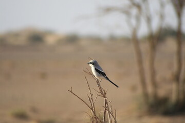 pie grieche grise maroc
