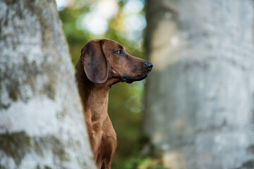 Rhodesian ridgeback dog in the forest
