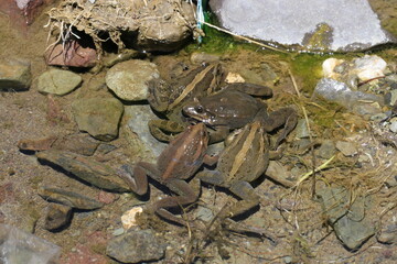 Discoglosse peint scovazzii  discoglossus pictus atlas maroc en altitude