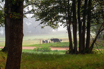 Jesienny krajobraz Doliny Narwi spowity mgłą, Podlasie, Polska © podlaski49