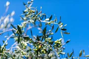 ramo d'ulivo con olive da olio mature