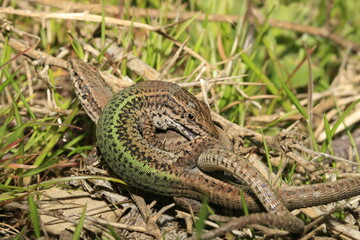 accouplement de lezard