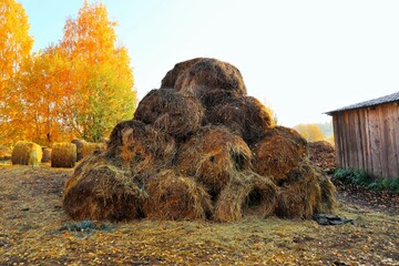 Rolls of hay on a background of golden autumn trees