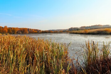 An overgrown small lake on an autumn morning