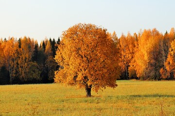 A lonely tree standing in a field covered with autumn golden foliage
