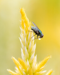 fly on yellow flower