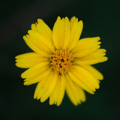 yellow flower macro