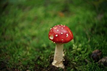 Fliegenpilz im Wald zur Herbstzeit, Amanita muscaria