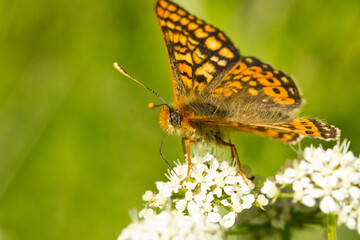 Marsh fritillary, Euphydryas aurinia, butterfly eating on the white flower, Spain