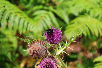 Black hornet resting on a wildflower. The carpenter bee is often called black hornet or black bumblebee.