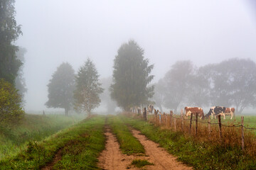 Jesienny krajobraz Doliny Narwi spowity mgłą, Podlasie, Polska
