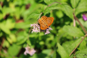 Argynnis paphia butterfly resting on vegetation and wildflowers
