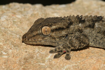 gekko maroc