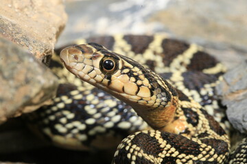 Couleuvre fer à cheval hemorrhois hippocrepis