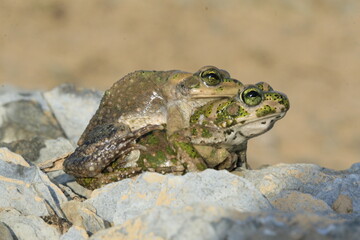 crapaud de Brongersmai bufo brongersmai au maroc dans l'atlas en altitude