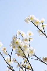 白梅