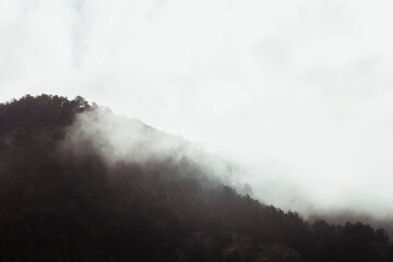 Forêt de pins montagneux pris dans la brume matinale