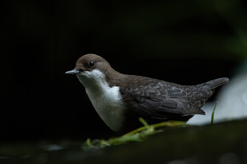 White-throated dipper (Cinclus cinclus) standing in the water in river and feeding. Cute brown bird with white throat in its environment. Detailed portrait. Wildlife scene from nature. Czech Republic