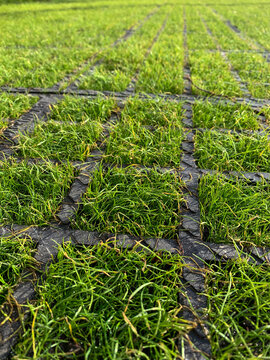 Concrete lawn grid. The grate protects the green grass from trampling