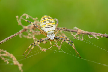 Wasp spider (Argiope bruennichi) hunting in its net. Detailed portrait of a big yellow striped spider in its environment.Colorful insect with soft background Wildlife scene from nature. Czech Republic