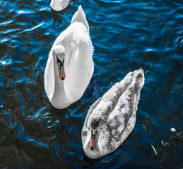 swan on the lake