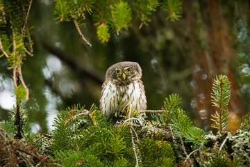 Eurasian pygmy owl (Glaucidium passerinum) sitting on a mossy stick in the forest and staring. Cute brown owl in its environment with soft green background. Widlife scene from nature. Czech Republic