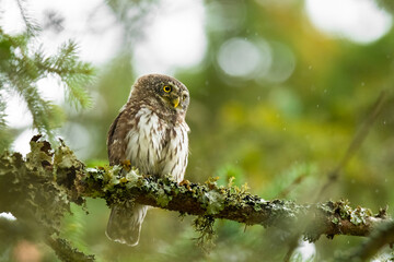 Eurasian pygmy owl (Glaucidium passerinum) sitting on a mossy stick in the forest and staring. Cute brown owl in its environment with soft green background. Widlife scene from nature. Czech Republic