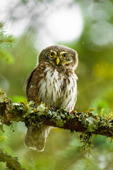 Eurasian pygmy owl (Glaucidium passerinum) sitting on a mossy stick in the forest and staring. Cute brown owl in its environment with soft green background. Widlife scene from nature. Czech Republic