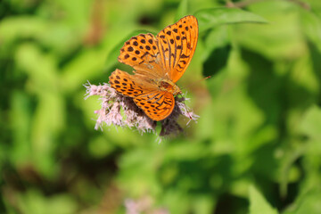 Fototapeta na wymiar Argynnis paphia butterfly resting on vegetation and wildflowers