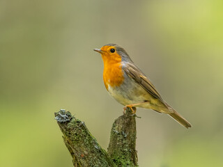 Eurasian robin (Erithacus rubecula) sitting on a mossy trunk in the forest. Small brown songbird with orange throat with soft green background. Wildlife scene from nature. Czech Republic