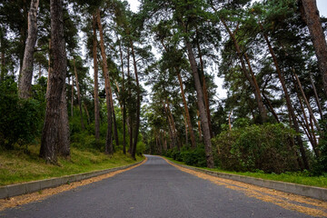 Fototapeta na wymiar road in the pine forest