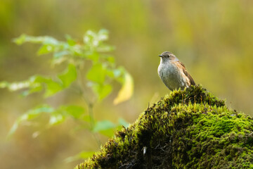 Dunnock (Prunella modularis) sitting on a mossy trunk in the forest. Small brown songbird in its environment with soft green background. Wildlife scene from nature. Czech Republic