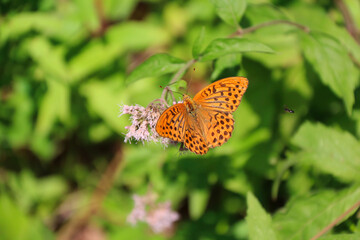 Argynnis paphia butterfly resting on vegetation and wildflowers