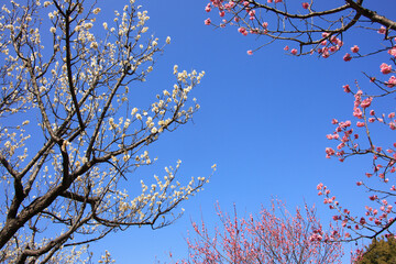 梅林と青空