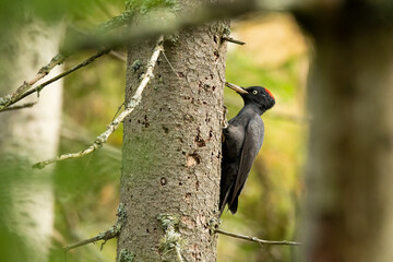 Black woodpecker (Dryocopus martius) perched on a tree in the forest. Beautiful black woodpecker with red cap feeding in its environment with soft background.Wildlife scene from nature. Czech Republic
