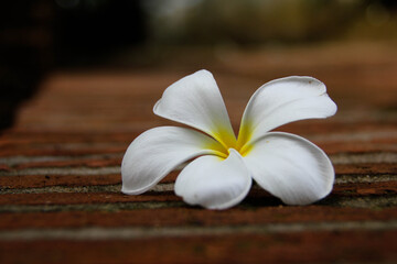 Fototapeta na wymiar frangipani flower 