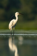 Little egret (Egretta garzetta) standing and hunting in a beautiful pond at sunrise. Small white egret in its habitat with soft backgroundWildlife scene from nature. Czech Republic