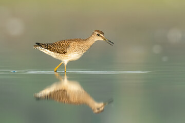 Wood sandpiper (Tringa glareola) standing and feeding in the water in a beautiful lake. Brown wader in its environment with soft background. Wildlife scene from nature. Czech Republic