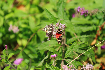Fototapeta na wymiar Euplagia quadripunctaria, the Jersey tiger, is a day-flying moth of the family Erebidae. Resting on vegetation and wildflowers.