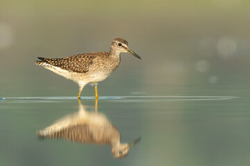 Wood sandpiper (Tringa glareola) standing and feeding in the water in a beautiful lake. Brown wader in its environment with soft background. Wildlife scene from nature. Czech Republic