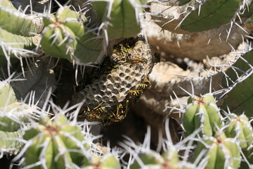 Nid de guêpe solitaire poliste