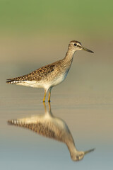 Wood sandpiper (Tringa glareola) standing and feeding in the water in a beautiful lake. Brown wader in its environment with soft background. Wildlife scene from nature. Czech Republic