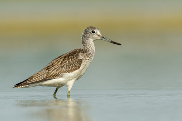 Common greenshank (Tringa nebularia) standing and feeding in the water in a beautiful lake. Brown wader in its environment with soft background. Wildlife scene from nature. Czech Republic
