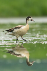 Ruddy shelduck (Tadorna ferruginea) standing and feeding in the water in a beautiful lake. Young shelduck in its environment with soft green background. Wildlife scene from nature. Czech Republic
