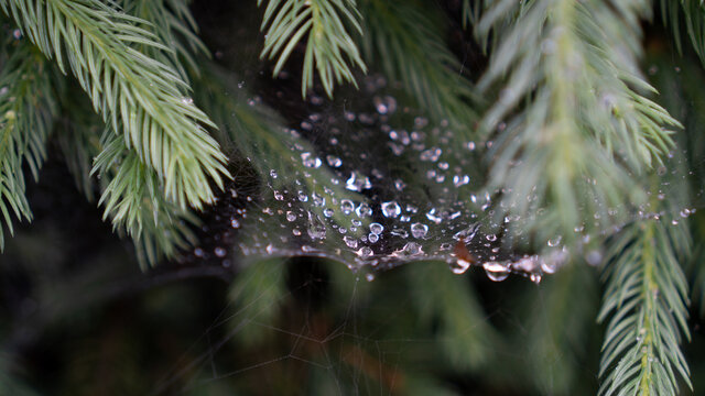 Image for relaxation. Raindrops on a spiderweb. After raining morning. Spider web with dew drops. Abstract background