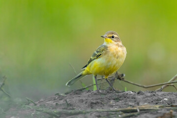 Fototapeta premium Yellow wagtail (Motacilla flava) sitting in the mud on the ground. Detailed portrait of a beautiful grey and yellow songbird with soft green background. Wildlife scene from nature. Czech Republic
