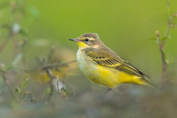 Fototapeta premium Yellow wagtail (Motacilla flava) sitting in the mud on the ground. Detailed portrait of a beautiful grey and yellow songbird with soft green background. Wildlife scene from nature. Czech Republic