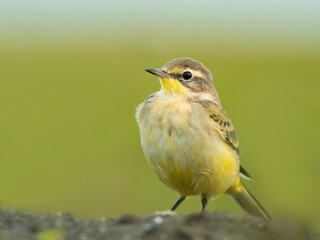 Yellow wagtail (Motacilla flava) sitting in the mud on the ground. Detailed portrait of a beautiful grey and yellow songbird with soft green background. Wildlife scene from nature. Czech Republic