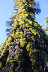 tree with moss