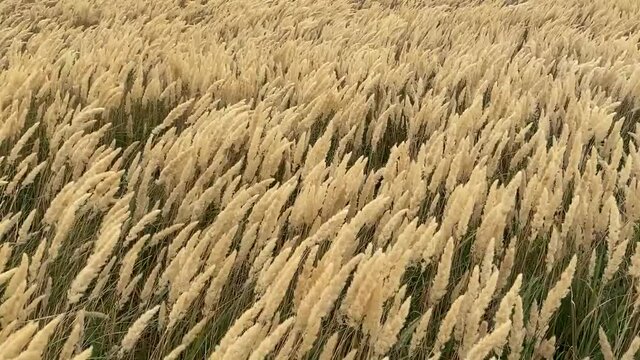 The reeds flutter in the strong wind. Steppe grasses in an autumn overcast field bend under a hurricane. bad weather. Storm wind in the Rostov region of Volgodonsk, Russia. Copy space